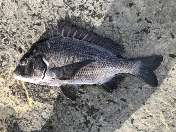 イチノ兄弟、釣果!