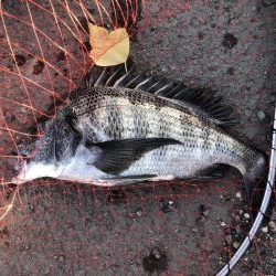 イチノ兄弟、釣果!