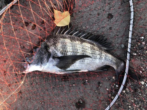 イチノ兄弟、釣果!