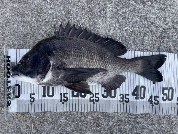 イチノ兄弟、釣果！