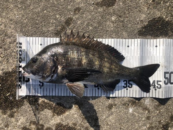 イチノ兄弟、釣果!