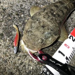 マゴチとシーバス