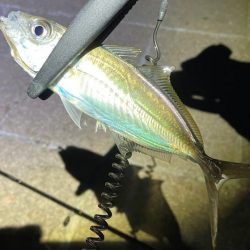 流石にアジが少なくなってきたような?時合を狙わないと数釣りは難しそう