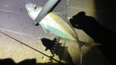 流石にアジが少なくなってきたような?時合を狙わないと数釣りは難しそう