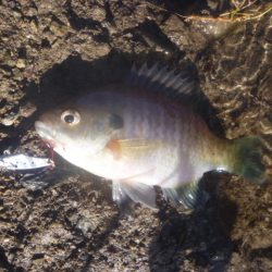 秋なのか冬なのか