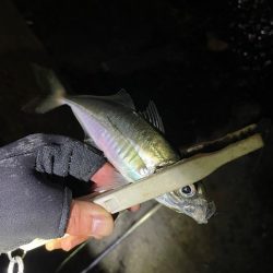 爆風アジング ぜひご参考に