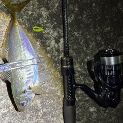 大阪市アジング