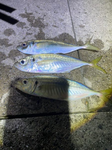 遠投サビキもエギングも満足‼…