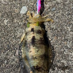 連日爆風エギング