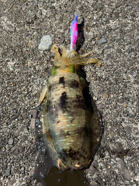 連日爆風エギング