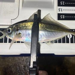 ポイント調査!!