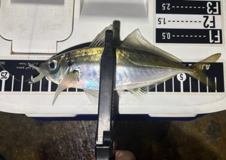 ポイント調査!!