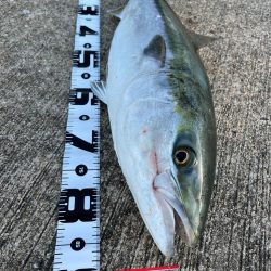 ブリ釣れてます