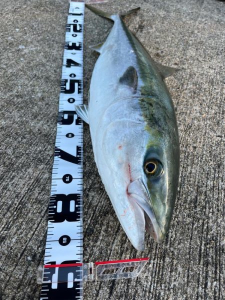 ブリ釣れてます