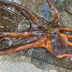 コブダイゲーム？