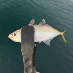 大アジ　回遊しています