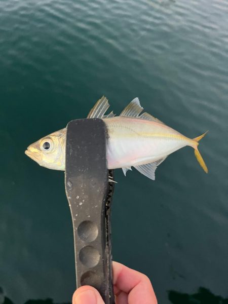 大アジ　回遊しています