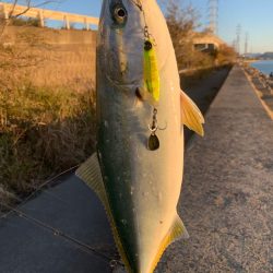 12月でも青物！