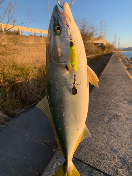12月でも青物！