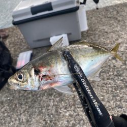 デイアジングで入れ食い