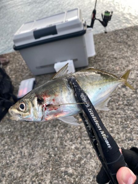 デイアジングで入れ食い