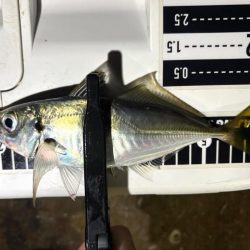 夜な夜な夜な夜な夜な夜なアジング