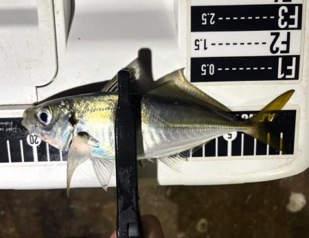 夜な夜な夜な夜な夜な夜なアジング