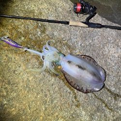 メリーツリシマス!