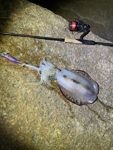 メリーツリシマス!