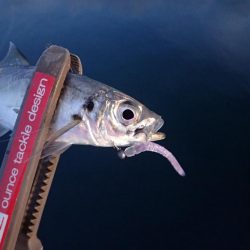 ちょこっとアジング