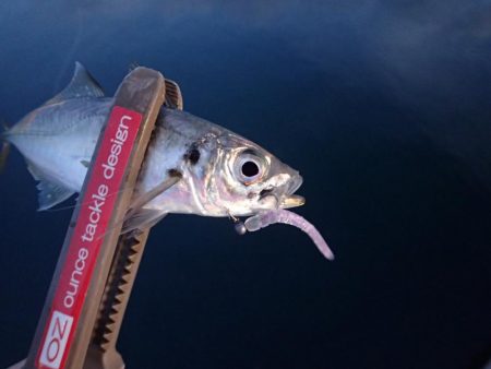 ちょこっとアジング