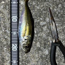 週末爆風アジング