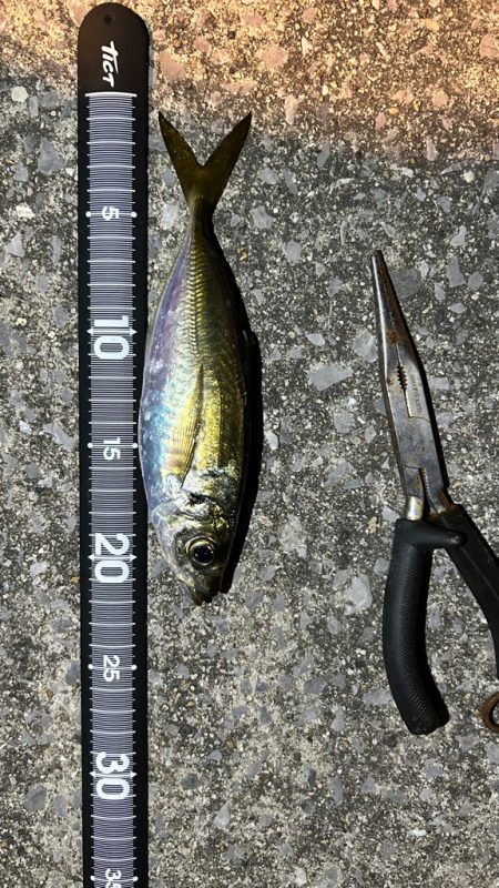 週末爆風アジング