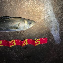 年内最後の釣行成功!
