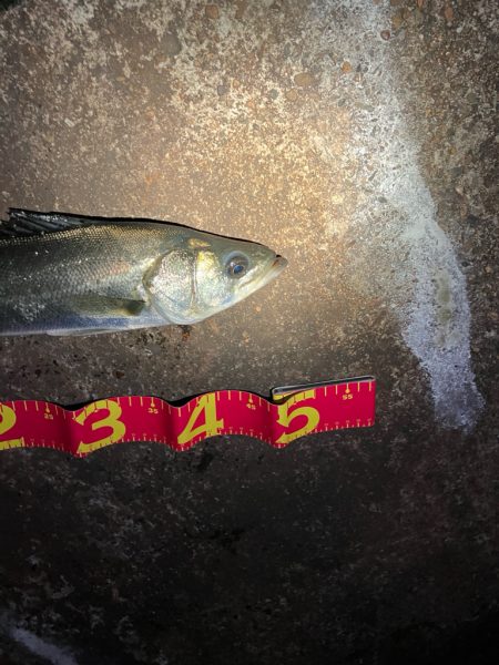 年内最後の釣行成功!