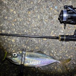 大阪市アジング