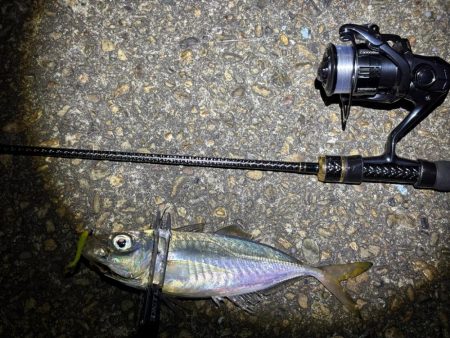 大阪市アジング