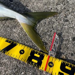 岸和田一文字 ブリ