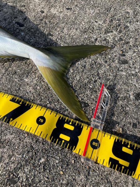 岸和田一文字 ブリ