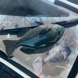 波止から五目釣り