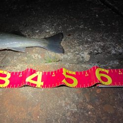 相性の悪かった丹頂鶴やっとキタ!