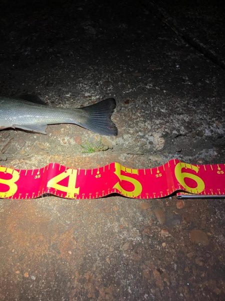 相性の悪かった丹頂鶴やっとキタ!