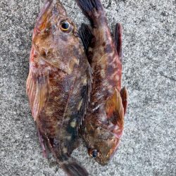 ガシリング楽しめました♪