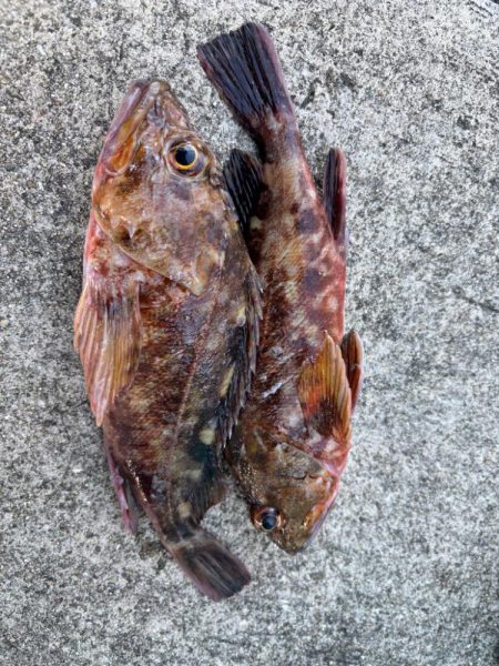 ガシリング楽しめました♪