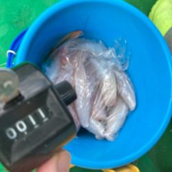 明石のカットウ釣り