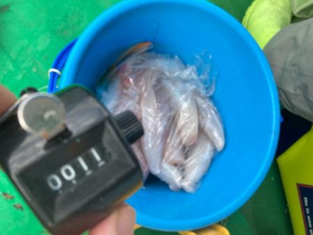 明石のカットウ釣り