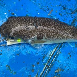 大阪湾カットウ