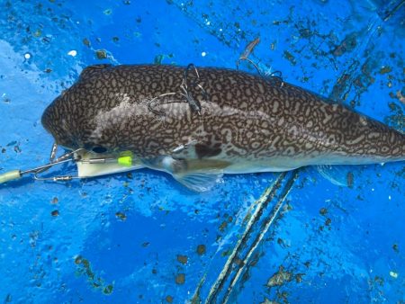 大阪湾カットウ