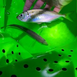 寒さも釣果も厳しいです