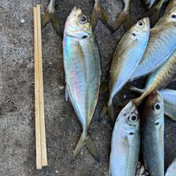 大アジ釣れています